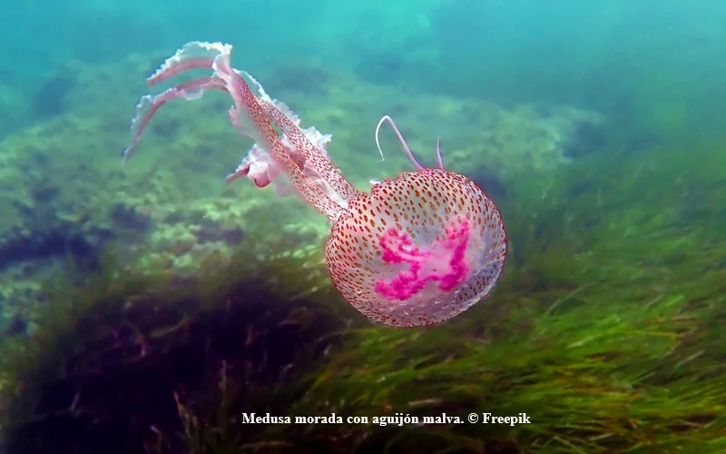 TOR_Medusa morada con aguijón malva